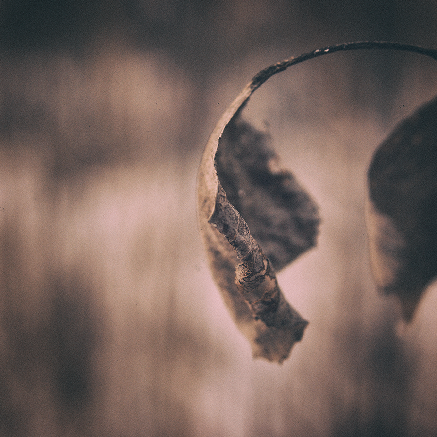 Holocene The Photographic World Of Tom Wasilewski